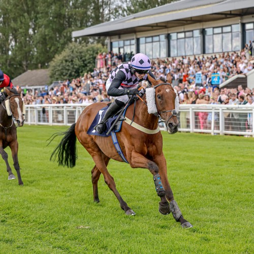 Follow Charlie Chasing Perth Hat-Trick at Auto Services Perth Ltd Raceday